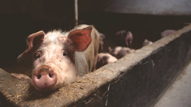 elevage porc en 2025 le bilan mitigé
